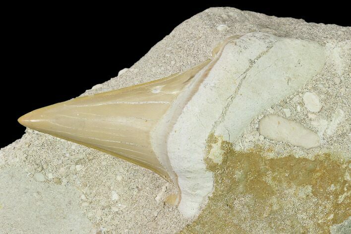 Otodus Shark Tooth Fossil in Rock - Eocene #139929